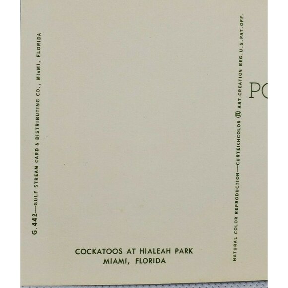 Gulf Stream Card Cockatoos At Hialeah Park Florida Miami Bird Postcard Animal - Picture 9 of 12
